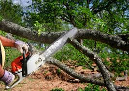 How Our Tree Care Process Works  in Miles City, MT