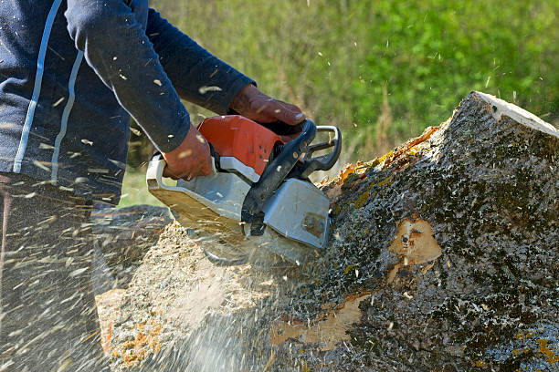 Miles City, MT Tree Services Company